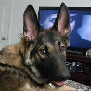 Meet your Posher, Randy